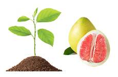 Fruit Grafts, Seedings & Rootstocks