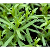 A012 Artemisia Dracunculus Botanical Herbs Leaves