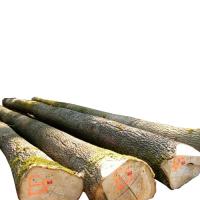 European Ash Logs Sawing – AB grade