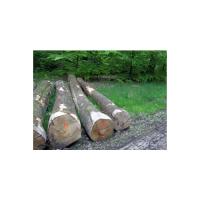 European beech sawing logs – BC grade