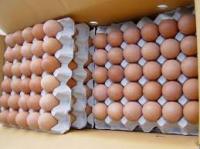 Fresh Table Chicken Eggs  Brown and White