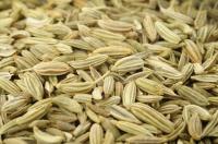 Fennel whole