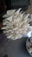 Dry Oysters Mushroom