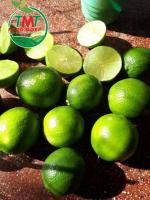 VietNam Fresh Seedless Lime