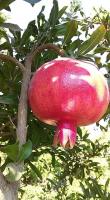 fresh pomegranate