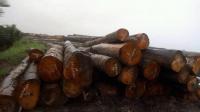 Timber Wood Logs  lumber for sale