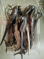 Dried Seahorse 6-8cm