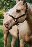 Horse Leather Halters