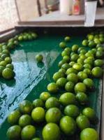 Vietnam Fresh Lime Seedless / green circus fruit/ fresh green lemon seedless