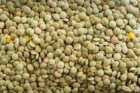 Green Lentils