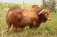 Fattening Beef Bulls, Dairy cattle and beef Cattle