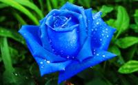 blue rose