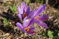Saffron