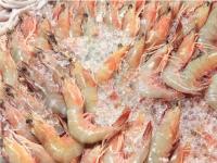 Shrimp