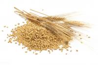 Durum wheat