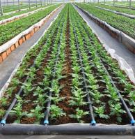 DRIP IRRIGATION TAPE
