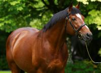 Premium Quality Horse Semen (99.9% Purity) Available