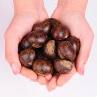 Sweet and Fragrant Chestnut