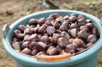 Sweet and Fragrant Chestnut