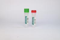 SUMO Protease