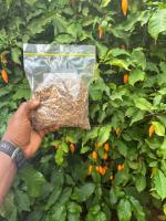 Top Quality Iboga Root Barks available