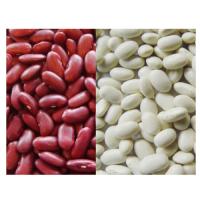 Red & White Kidney Beans