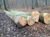 Logs-Beech