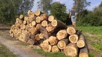 Logs-Poplar