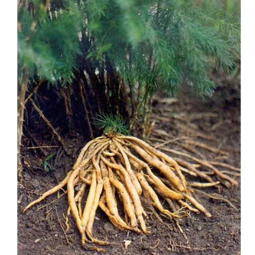 A019 asparagus racemosus botanical roots