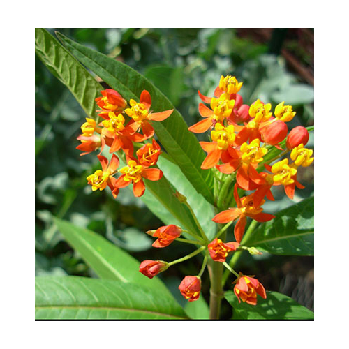 A020 asclepias curassavica botanical flowers leaves roots