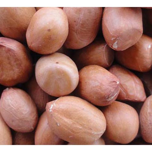 Bhagwati seeds 24/28 groundnut in shell