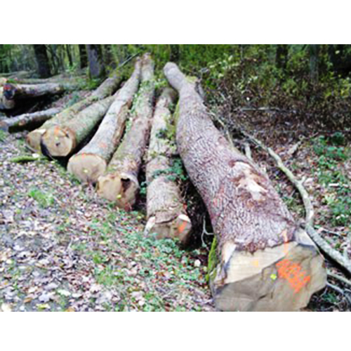 European white oak logs – bc grade