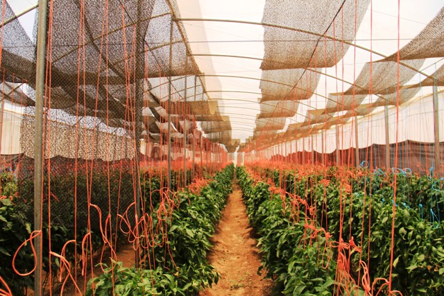 Tiznado Integrated Agricultural Development Project In Venezuela_2