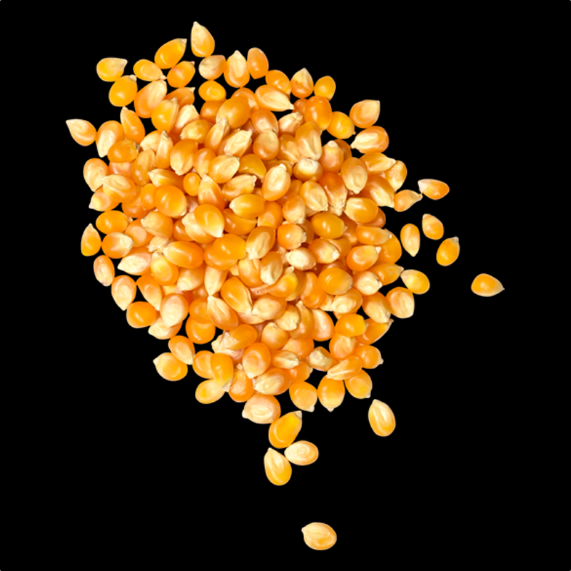 YELLOW CORN INTERNATIONAL STANDARD #2 GMO