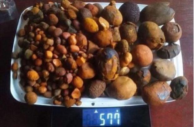 Whole ox gallstones and cow gallstones