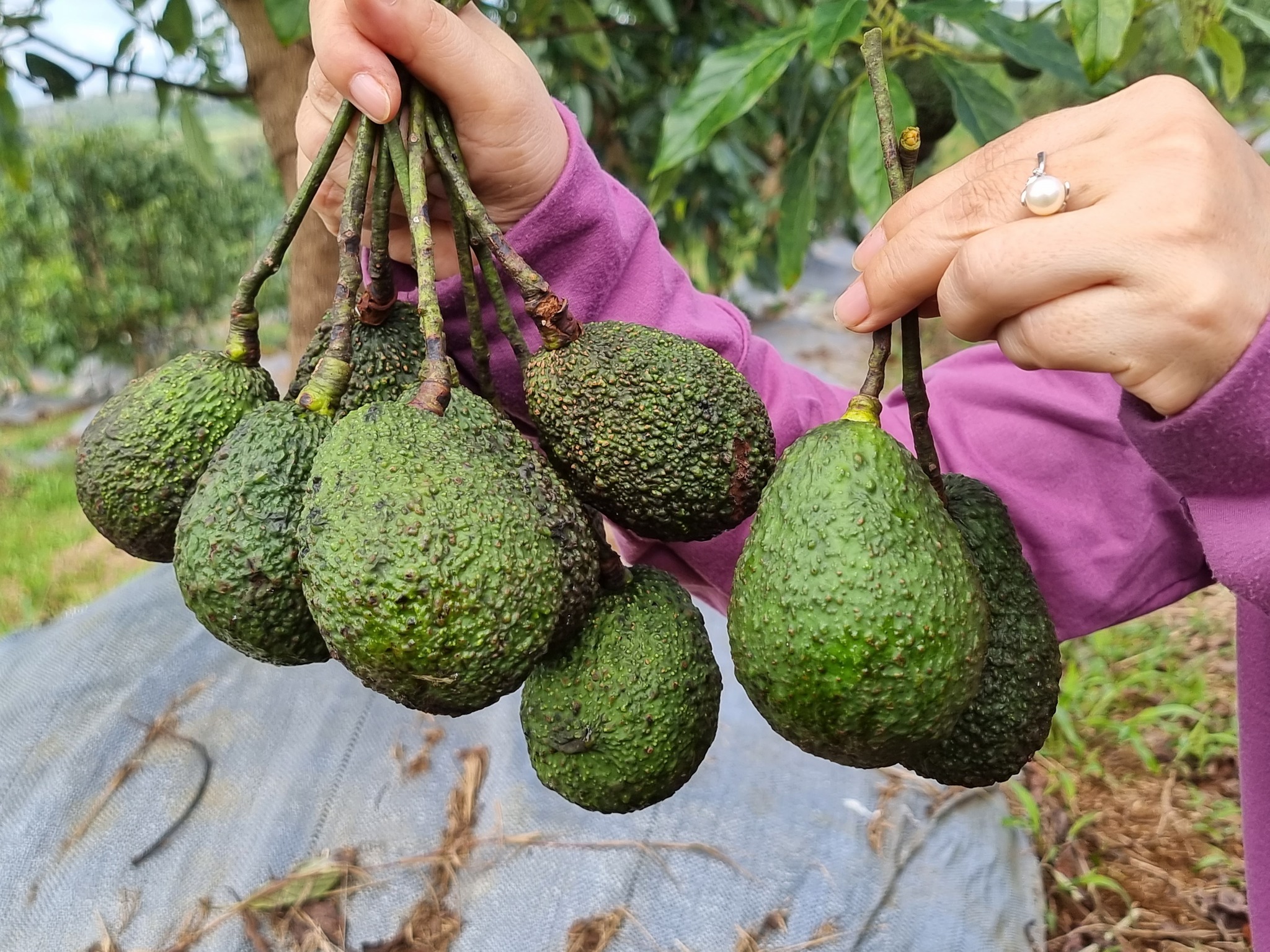 Lcd fruit vietnam avocado supplier