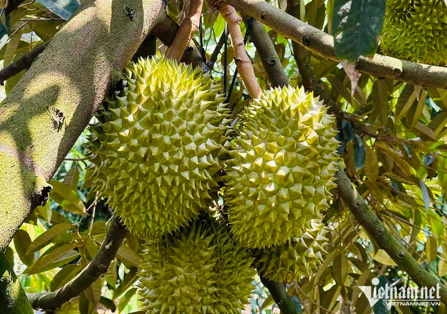 Lcd fruit vietnam durian supplier