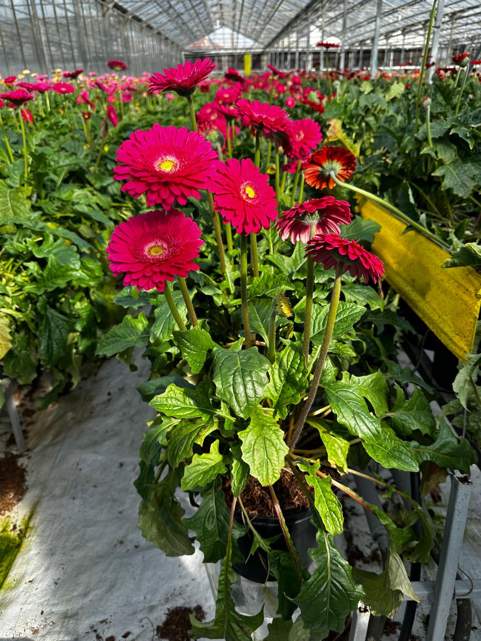 Eco-friendly coco peat gerbera seed disks.