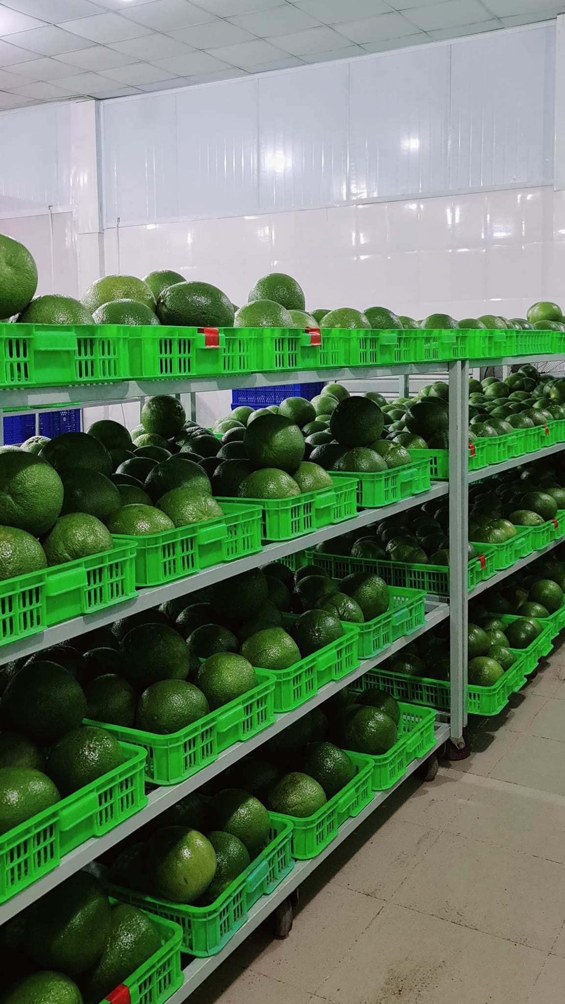 Exporting pomelo fruit , fresh green pomelo - grapefruit / citrus fruit - fresh sweet from vietnam