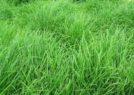 Rhode grass