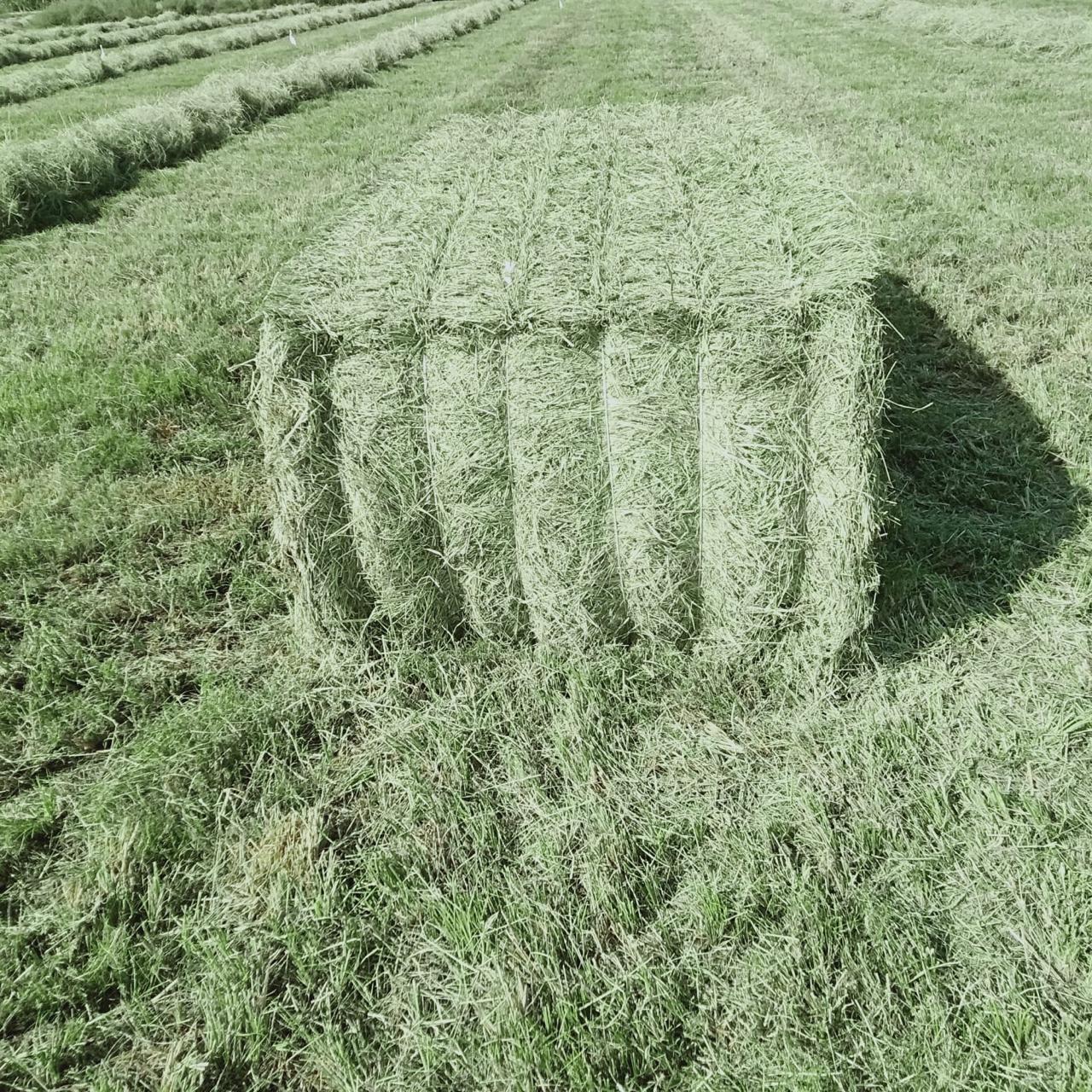 Rhode Grass_5