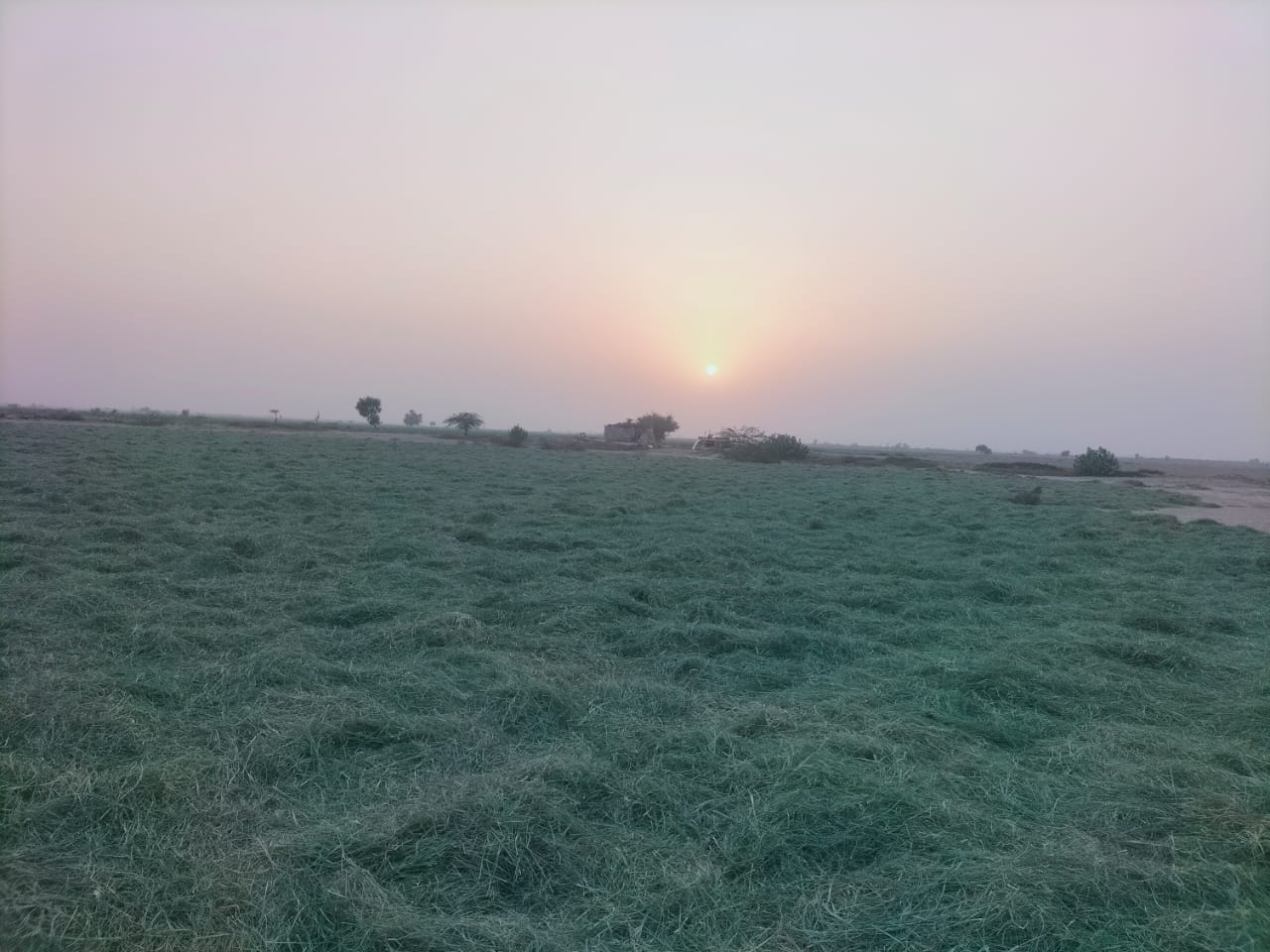 Rhode Grass_3