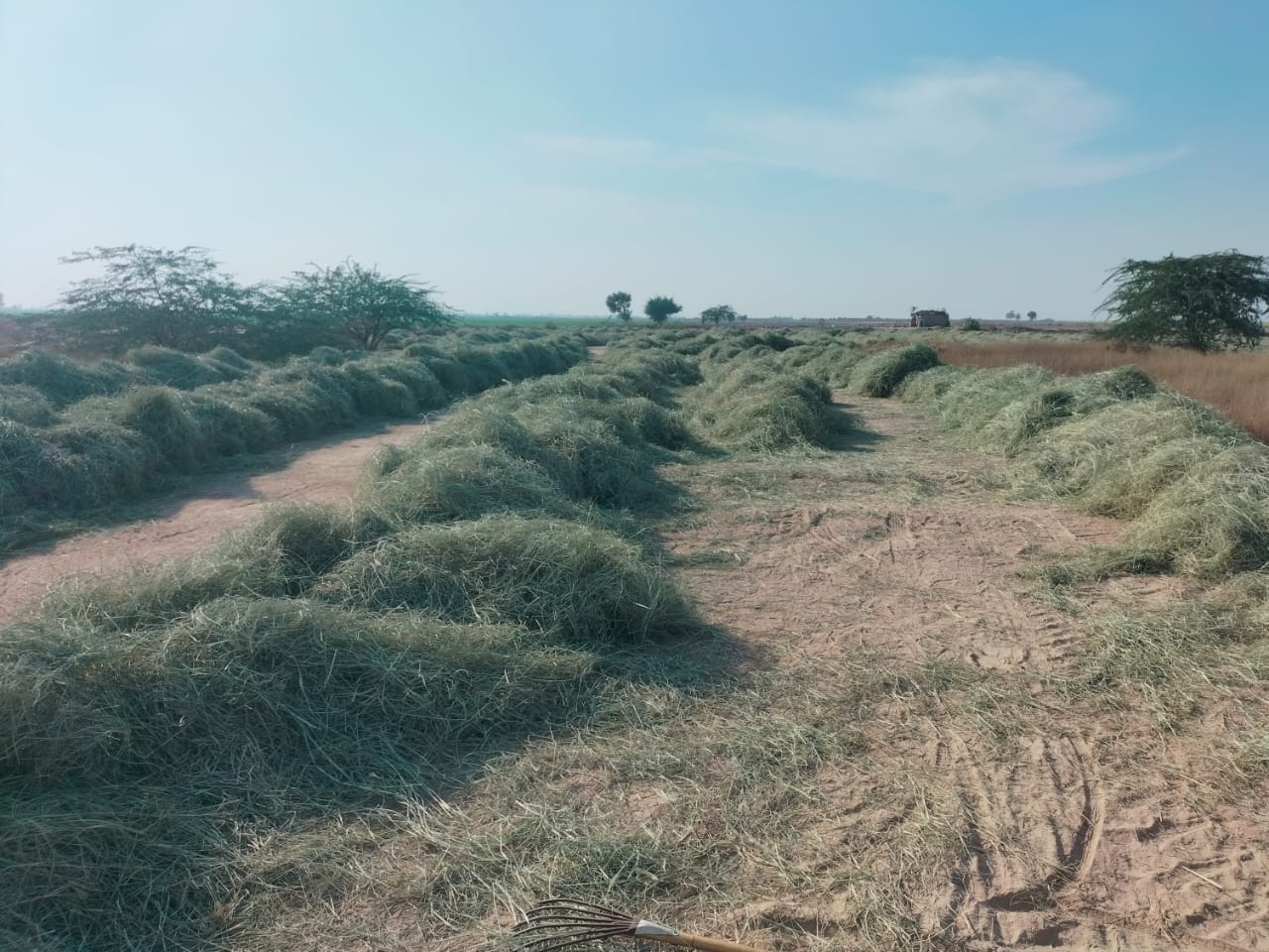 Rhode Grass_2