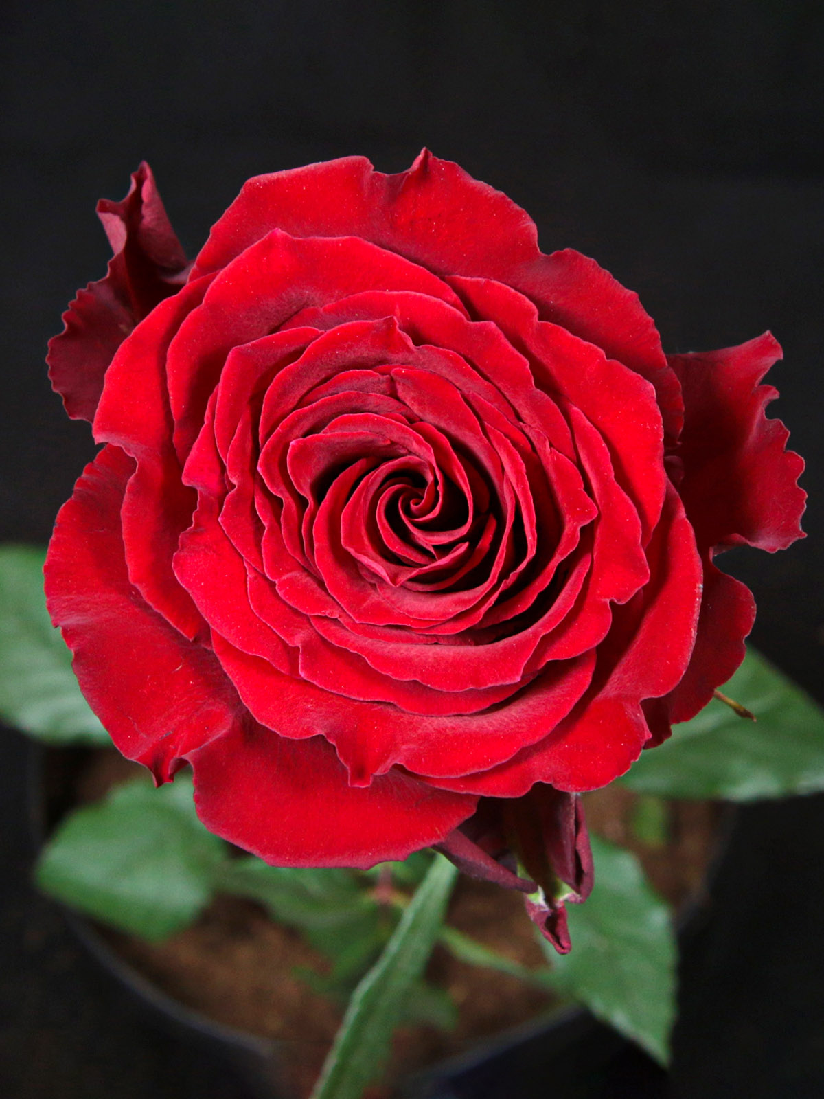 Red rose_2