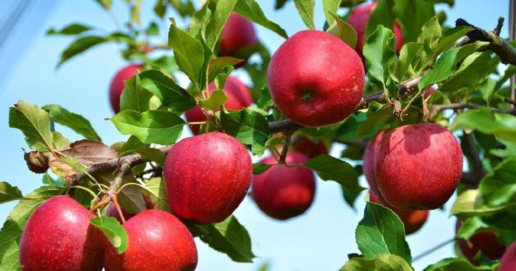 Fresh Red Apple