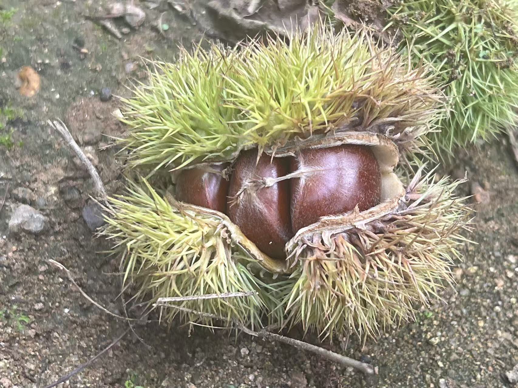Sweet and Fragrant Chestnut_3