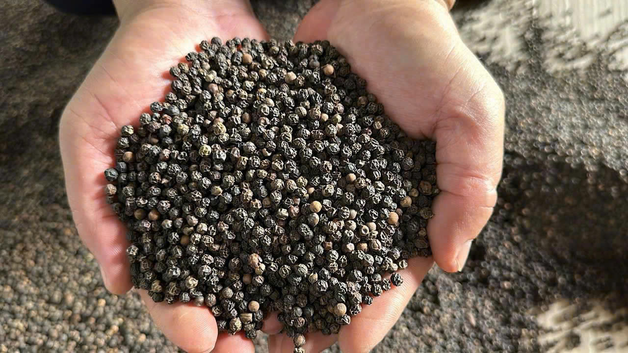 Black pepper 550 FAQ