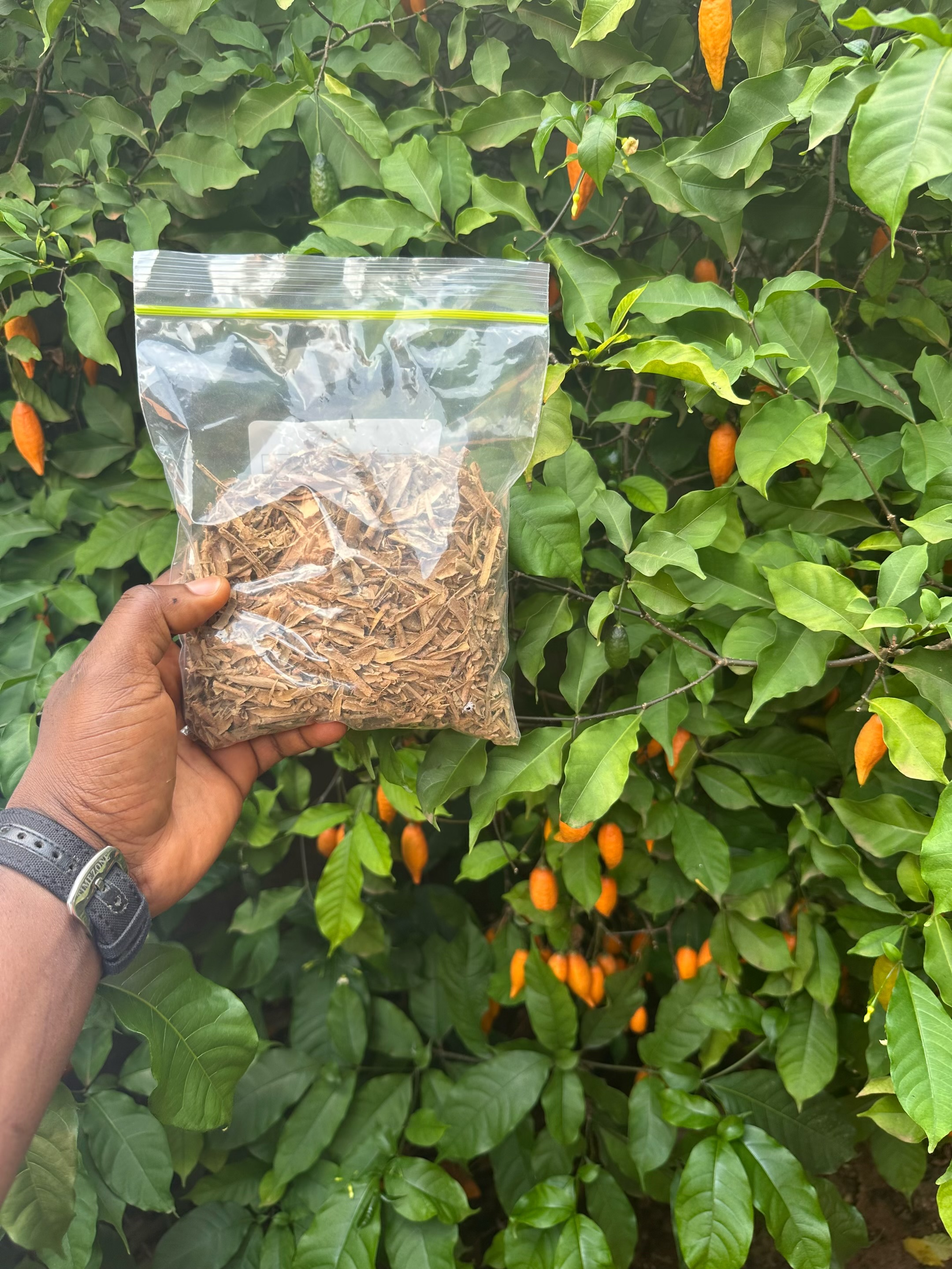 Top Quality Iboga Root Barks available_2