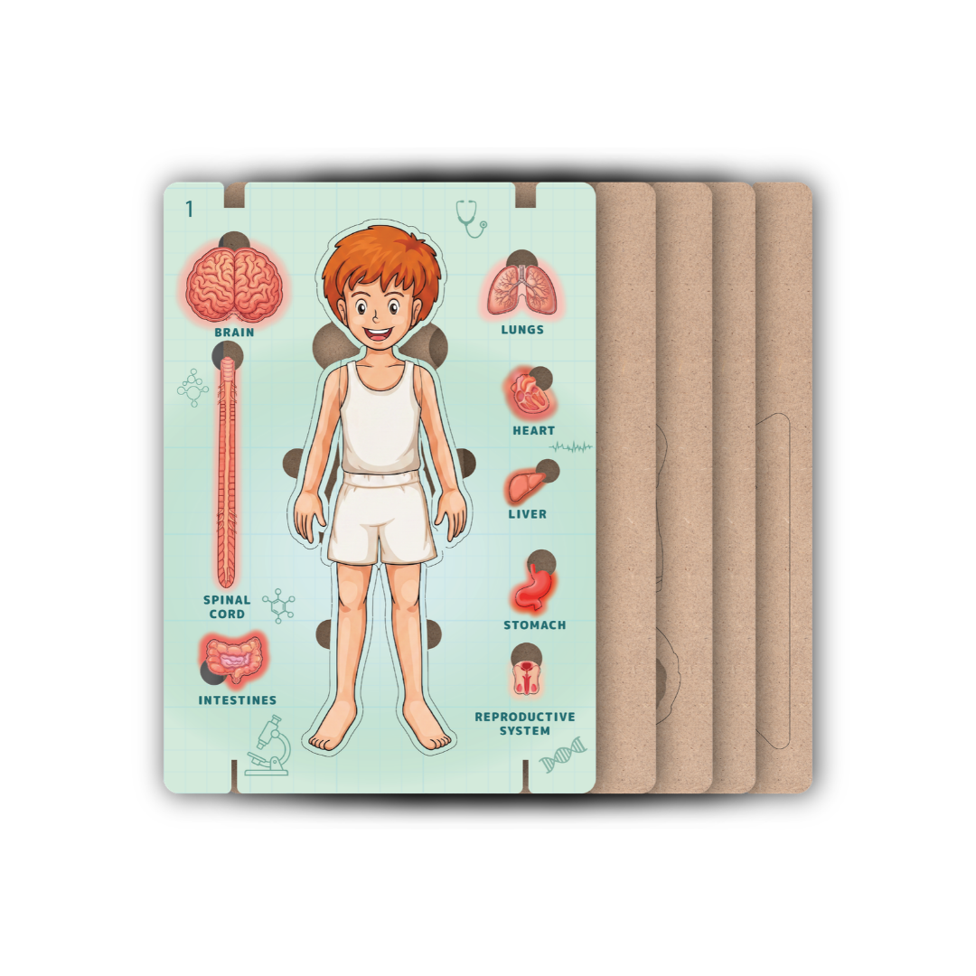 AdventionWiz Human Anatomy Male – DIY Educational STEAM Model Kit for Kids, Human Body Learning Toy, Ages 8 _6