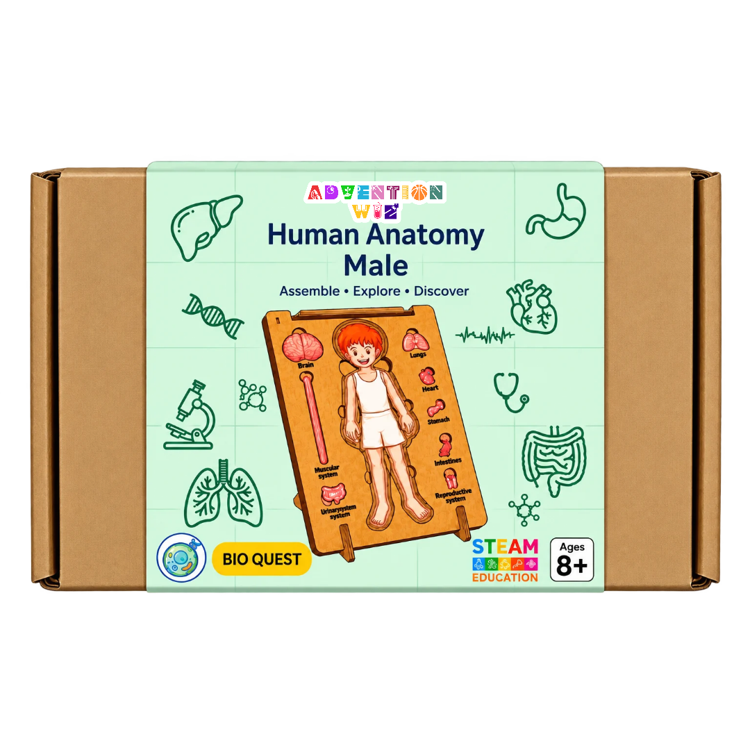 AdventionWiz Human Anatomy Male – DIY Educational STEAM Model Kit for Kids, Human Body Learning Toy, Ages 8 _2